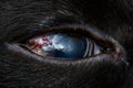 Close-up photo of a cat eye vascularization Royalty Free Stock Photo