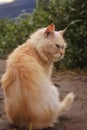 A close up photo of a cat with its thick and beautiful fur Royalty Free Stock Photo