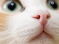 Close-up photo of cat nose. Cute domestic cat Royalty Free Stock Photo