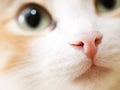 Close-up photo of cat nose. Cute domestic cat Royalty Free Stock Photo