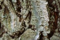 A close up photo,celebrating the integrate design of the bark of an apricate tree.