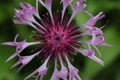 a close up of a Centaurea triumfettii pink purple flower with a green background Royalty Free Stock Photo