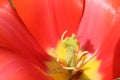 Macro photo of centre of tulip flower Royalty Free Stock Photo