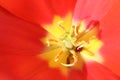 Macro photo of centre of tulip flower Royalty Free Stock Photo