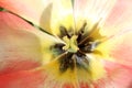 Macro photo of centre of tulip flower Royalty Free Stock Photo