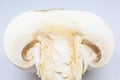 Close up photo of champignon mushrooms on white background. Mushroom cut in half, inside, macro view Royalty Free Stock Photo