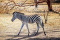 Close up photo of Chapman`s zebra baby standing on african savanna, equus quagga chapmani. It is natural background or Royalty Free Stock Photo