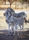 Close up photo of Chapman`s zebra and her baby are standing on african savanna, equus quagga chapmani. It is natural Royalty Free Stock Photo