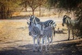 Close up photo of Chapman`s zebra and her baby are standing on african savanna, equus quagga chapmani. It is natural Royalty Free Stock Photo