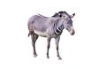 Close up photo of Chapman`s zebra isolated on the white background, equus quagga chapmani. It is subspecies of the plains zebra. Royalty Free Stock Photo