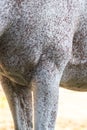 Close-up photo of the chest of a horse