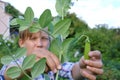 Close up photo of the child`s hands gathering pea pods. Summer in grandma`s garden.