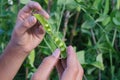 Close up photo of the child`s hands opening pea pods with ready-to-eat peas inside. Summer in grandma`s garden.