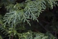 A close-up photo of the Chinese thuja leaves, whose Latin name is thuja sutchuenensis. Close up