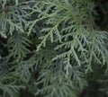 A close-up photo of the Chinese thuja leaves, whose Latin name is thuja sutchuenensis. Close up