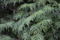 A close-up photo of the Chinese thuja leaves, whose Latin name is thuja sutchuenensis. Close up