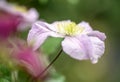 Close up photo of clematis purple pink flower. Royalty Free Stock Photo