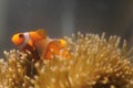 clown fish hiding in anemones