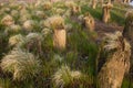 Grass clumps and wood pilings.