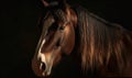 close up photo of Clydesdale heavy draft-horse breed on dark background. Generative AI