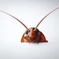 Close up photo Cockroach roach pest peeking over white bright background. ai generative