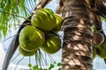 A close up photo of a coconut from the coconut tree by the beach