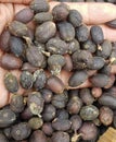 close-up photo, the coffee cherries that are being dried in the sun during the day are perfectly dry Royalty Free Stock Photo