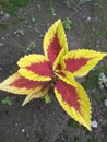 a close up photo of a coleus flower home garden plant, a flower with attractive leaves because of its unique color