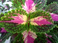 a close up photo of a coleus flower home garden plant, a flower with attractive leaves because of its unique color