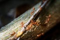 Close-up photo of a colony of red ants on wood Royalty Free Stock Photo