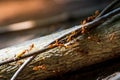 Close-up photo of a colony of red ants on wood Royalty Free Stock Photo