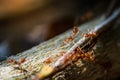 Close-up photo of a colony of red ants on wood Royalty Free Stock Photo
