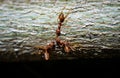 Close-up photo of a colony of red ants on wood Royalty Free Stock Photo