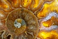 Macro Photo of a Colorful Ammonite Sea Shell Fossil Royalty Free Stock Photo