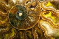 Macro Photo of a Colorful Ammonite Sea Shell Fossil Royalty Free Stock Photo