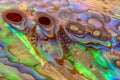 Close-up photo of colorful iridescent surface texture of abalone shell Royalty Free Stock Photo