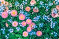 Close-up of colorful myosotis and daisy flowers from above. Summer nature background concept.