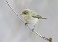 Close up photo of The common chiffchaff Phylloscopus collybita Royalty Free Stock Photo