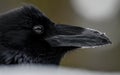 Close up photo of common Raven Corvus corax in the snow in Banff National Park Royalty Free Stock Photo