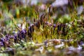 close-up photo of a common type of moss, naturalistic background.