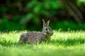 Close-up photo with copy space of an eastern cottontail rabbit Sylvilagus floridanus in British Columbia, Canada Royalty Free Stock Photo