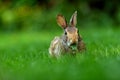 Close-up photo with copy space of an eastern cottontail rabbit Sylvilagus floridanus in British Columbia, Canada Royalty Free Stock Photo