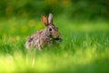 Close-up photo with copy space of an eastern cottontail rabbit Sylvilagus floridanus in British Columbia, Canada Royalty Free Stock Photo