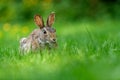 Close-up photo with copy space of an eastern cottontail rabbit Sylvilagus floridanus in British Columbia, Canada Royalty Free Stock Photo