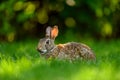 Close-up photo with copy space of an eastern cottontail rabbit Sylvilagus floridanus in British Columbia, Canada Royalty Free Stock Photo