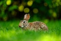 Close-up photo with copy space of an eastern cottontail rabbit Sylvilagus floridanus in British Columbia, Canada Royalty Free Stock Photo