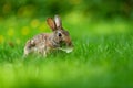 Close-up photo with copy space of an eastern cottontail rabbit Sylvilagus floridanus in British Columbia, Canada Royalty Free Stock Photo