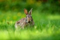 Close-up photo with copy space of an eastern cottontail rabbit Sylvilagus floridanus in British Columbia, Canada Royalty Free Stock Photo