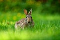 Close-up photo with copy space of an eastern cottontail rabbit Sylvilagus floridanus in British Columbia, Canada Royalty Free Stock Photo