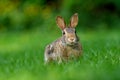 Close-up photo with copy space of an eastern cottontail rabbit Sylvilagus floridanus in British Columbia, Canada Royalty Free Stock Photo